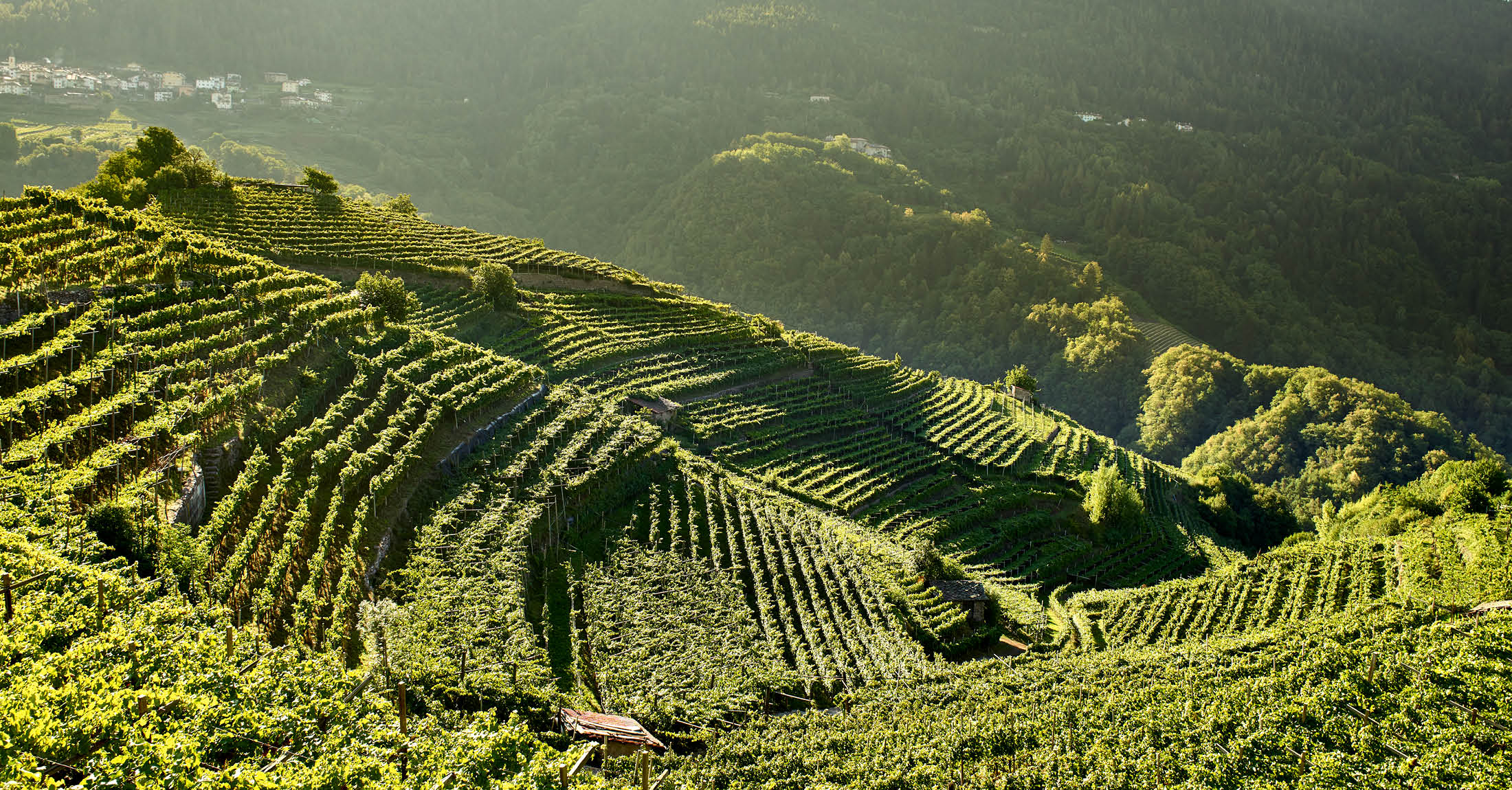 Cembra Cantina di montagna Banner 2200x1150 vigneti