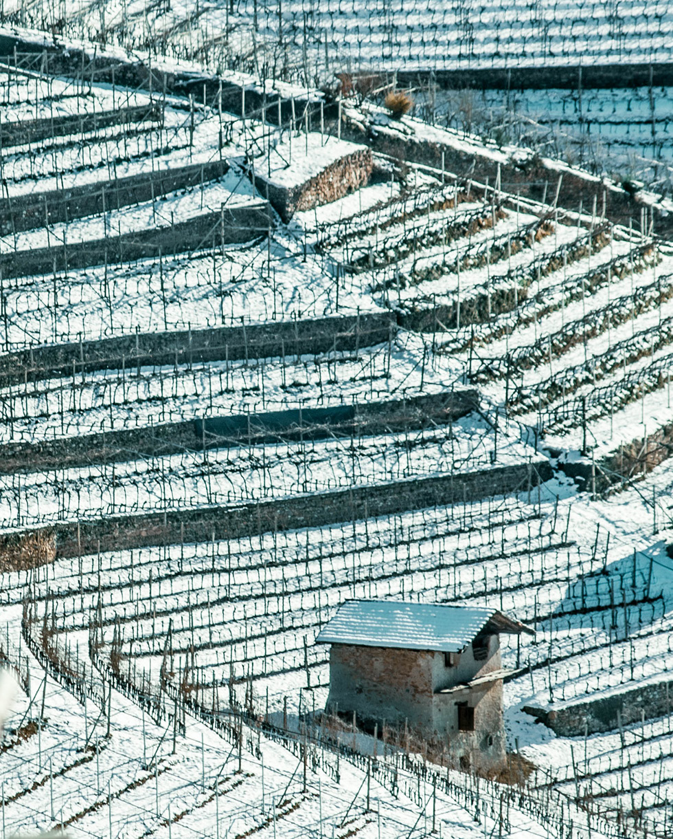 Cembra Cantina di montagna Vini Classici testo 980x1220 Pinot nero 1